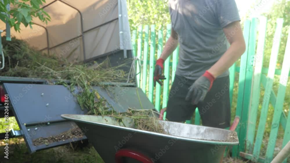 farmer worker load grass and trash into a trailer truck from a wheelbarrow with pitchforks and hands. man working on lifestyle a farm. agriculture concept summer garden farmer worker load grass and trash into a trailer truck from a wheelbarrow with pitchforks and hands. man working on lifestyle a farm. agriculture concept summer garden