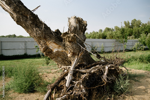 Photos Dry old uprooted tree lies on ground in nature
