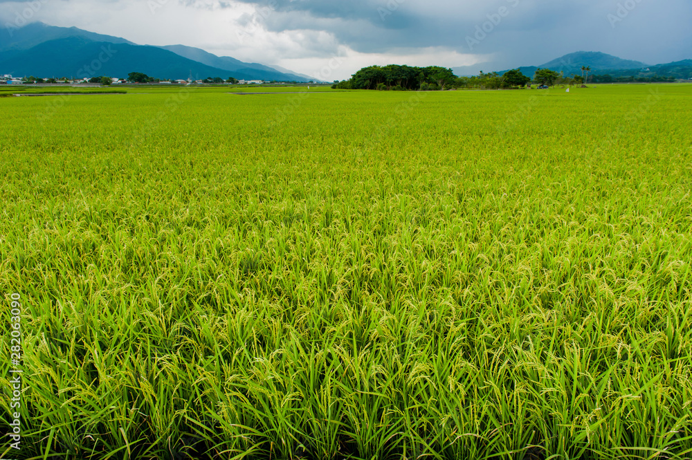 Landscape View Of Beautiful Rice Fields At Brown Avenue, Chishang, Taitung, Taiwan. (Ripe golden rice ear) Landscape View Of Beautiful Rice Fields At Brown Avenue, Chishang, Taitung, Taiwan. (Ripe golden rice ear)