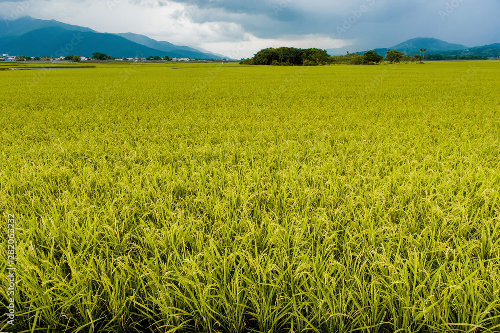 Landscape View Of Beautiful Rice Fields At Brown Avenue, Chishang, Taitung, Taiwan. (Ripe golden rice ear) Landscape View Of Beautiful Rice Fields At Brown Avenue, Chishang, Taitung, Taiwan. (Ripe golden rice ear)