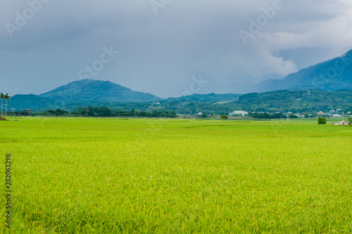 Landscape View Of Beautiful Rice Fields At Brown Avenue, Chishang, Taitung, Taiwan. (Ripe golden rice ear) © chuck hsu