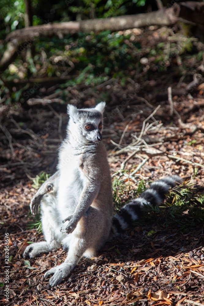 Fototapeta premium South African lemur