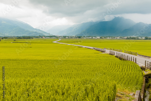 Landscape View Of Beautiful Rice Fields At Brown Avenue, Chishang, Taitung, Taiwan. (Ripe golden rice ear)