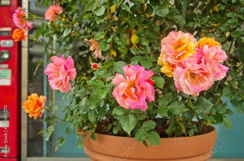 Wallpaper Mural Beautiful blooming hybrid tea rose has double blossoms with two tone mixed orange pink color of petal in clay pot that is woody perennial flowering plant in genus Rosa as popular ornamental plant  Torontodigital.ca