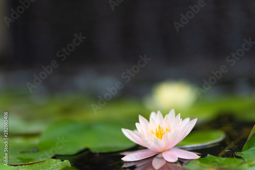 A lotus flower and green leafs in the water