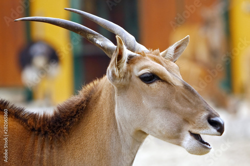Eland Antelope chewing