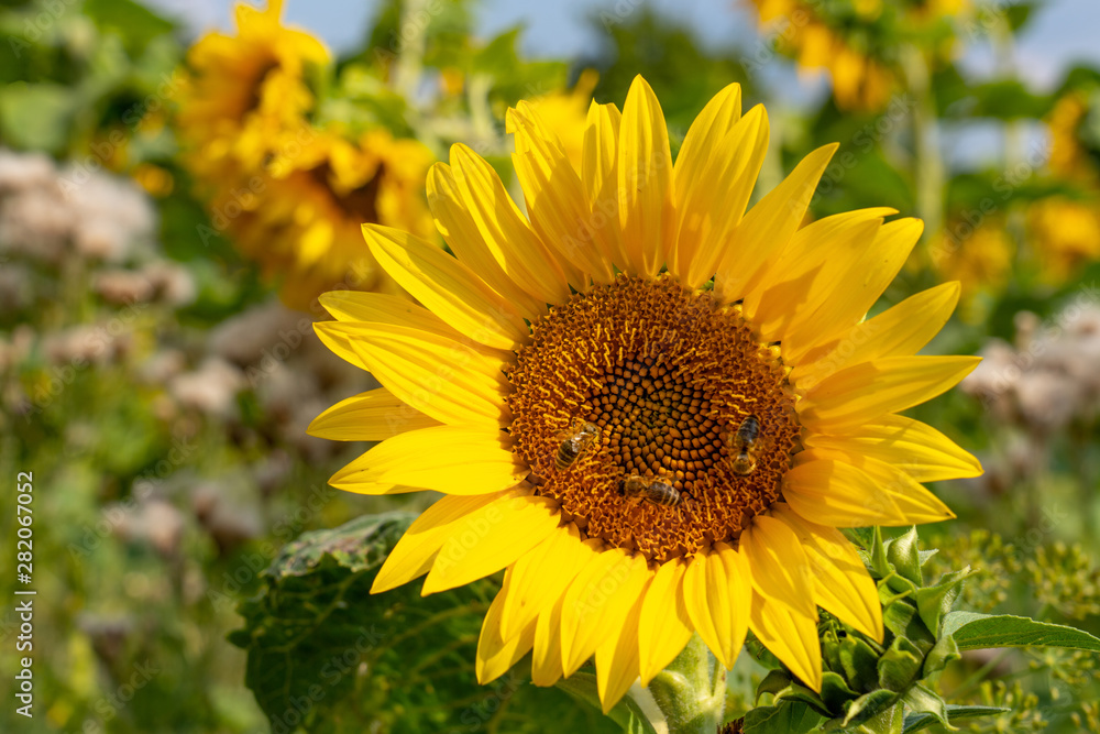 Sonnenblume Sonnenblume