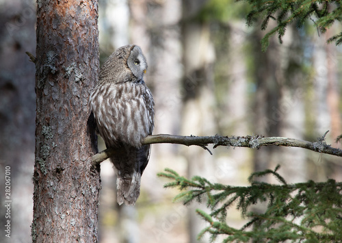 Great Gray Owl (Strix Nebulosa).