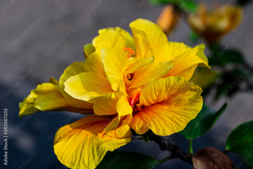 Fototapeta premium beautiful bright yellow flower close-up in the garden, chinese rose on a green background , hibiscus