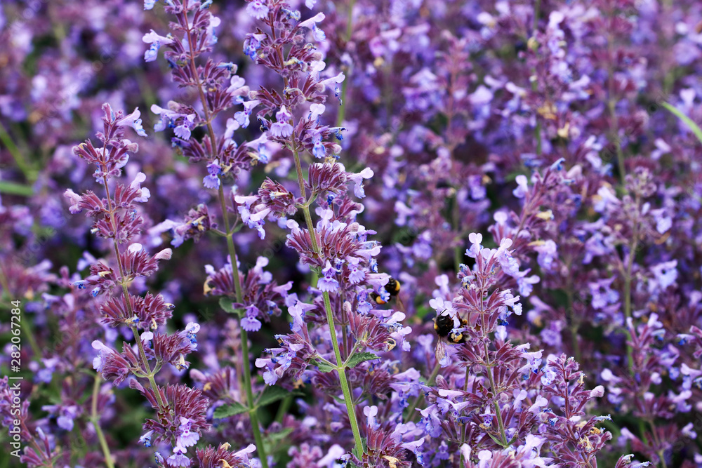Obraz premium Beautiful sage flowers with a deep purple-blue color