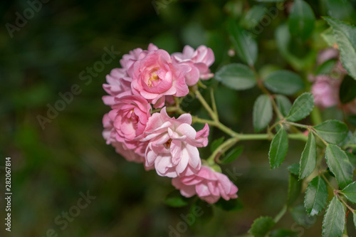 summer, flora, plant, rose, branch, stem, inflorescence, pink, flowers, tender, petals
