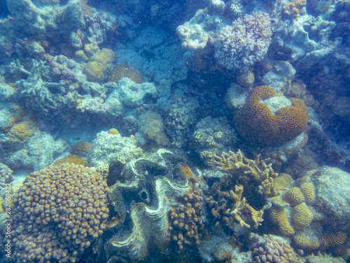 Giant clam big sea shell between corals at Ningaloo Reef close to Coral Bay