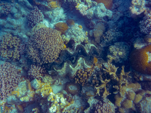 Giant clam massive sea shell between corals at Ningaloo Reef close to Coral Bay © MXW Photo