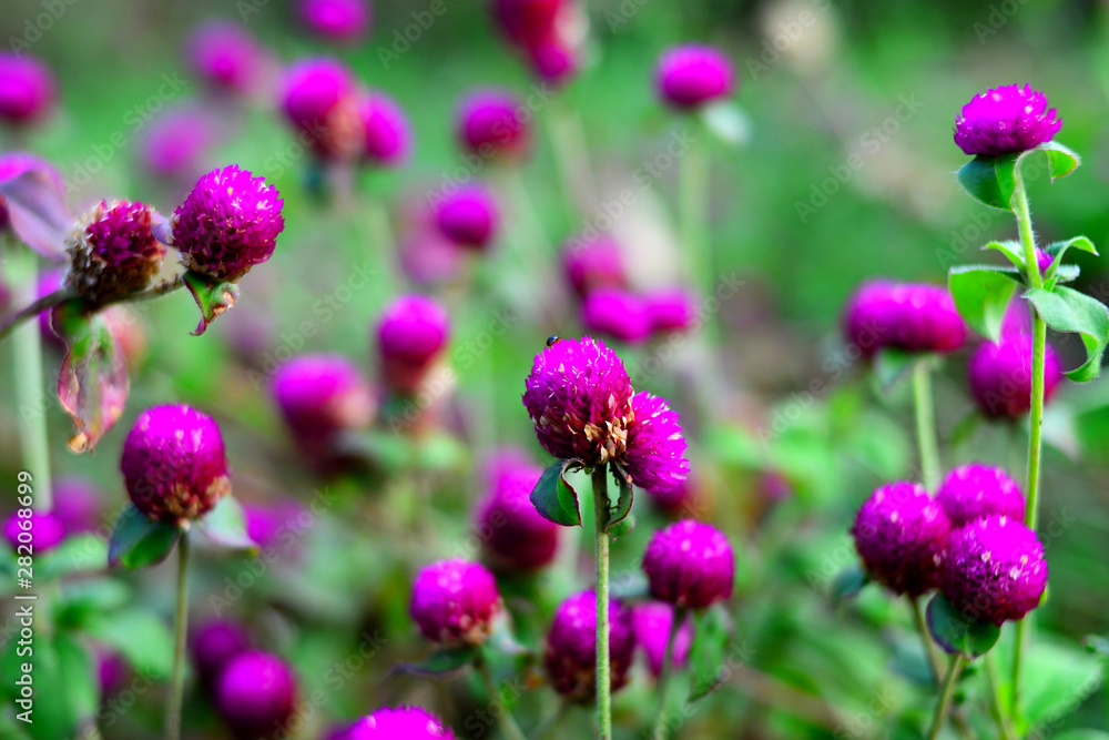 flower closeup