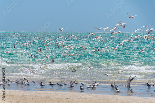 Seagull swarm at the beach of Coral Bay in front of turquoise Indian Ocean