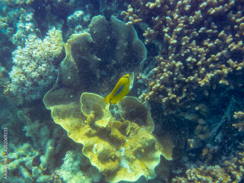 Fototapeta Naklejka Na Ścianę i Meble -  Tropical coral reef at Ningaloo Reef close to Coral Bay
