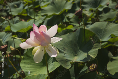 blooming lotuses against the summer sky  rivers and trees. River flowers on the water surface
