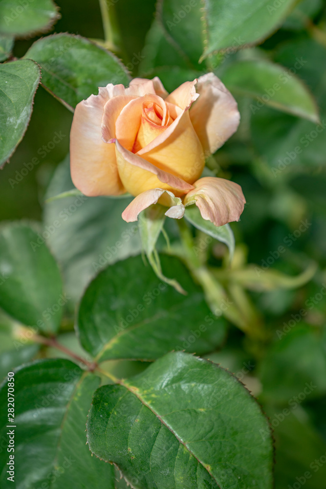 summer, flora, plant, rose, branch, stem, inflorescence, Bud, flower, tender, petals, green, foliage summer, flora, plant, rose, branch, stem, inflorescence, Bud, flower, tender, petals, green, foliage