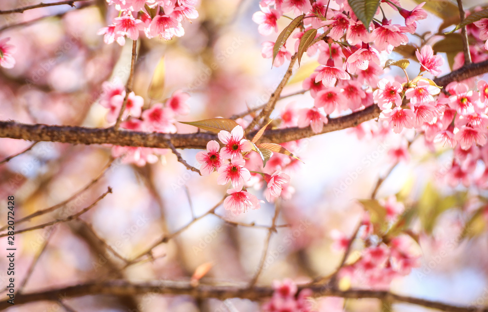 Close up of Wild Himalayan Cherry flowers or Sakura