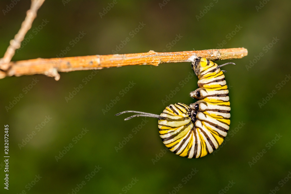 Pupating Monarch Caterpillar (Danaus plexippus)