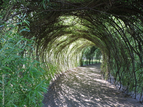 Trees tunnel in the park