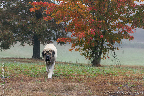 English Mastiff in Fall
