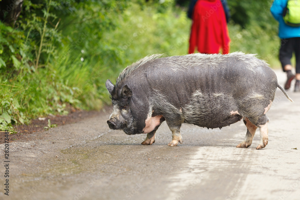 Vietnamese pot bellied pig. Domestic animals. Vietnamese pot bellied pig. Domestic animals.