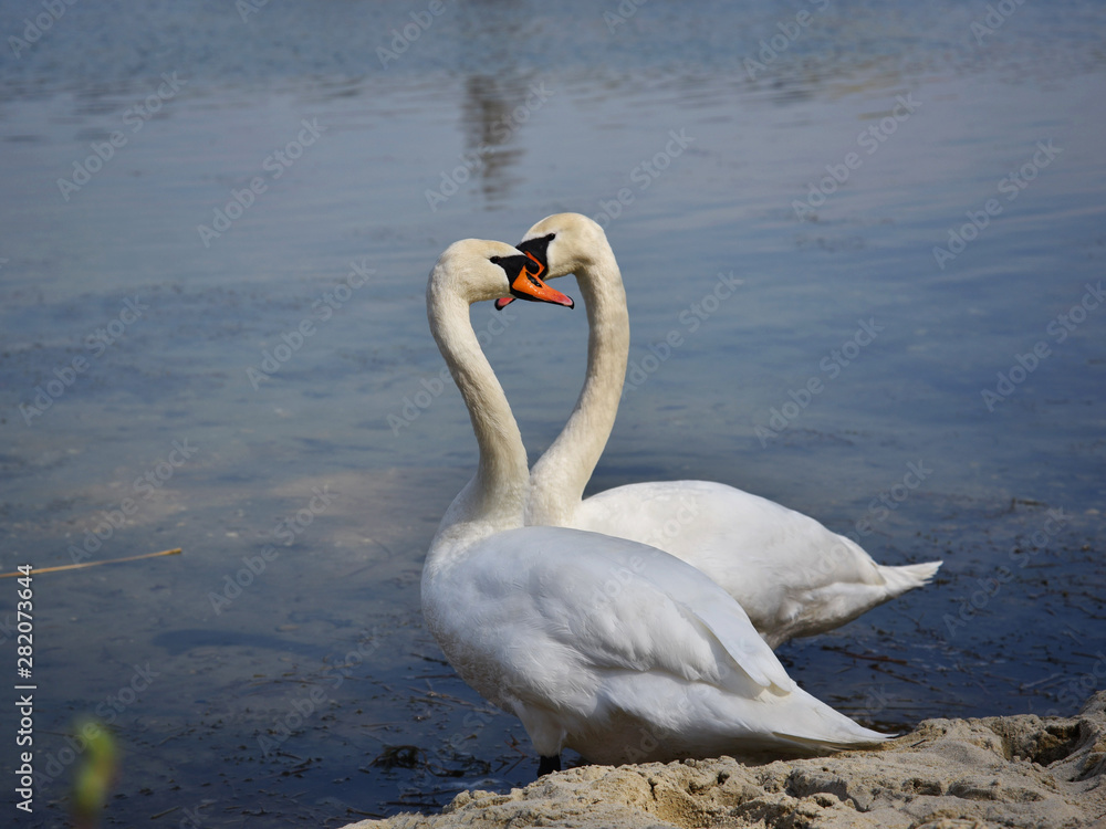 Fototapeta premium Swans on coast of the lake.