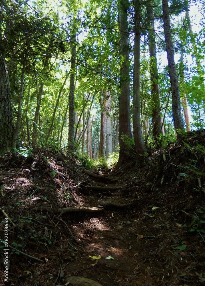 Fototapeta premium 三頭山の山道