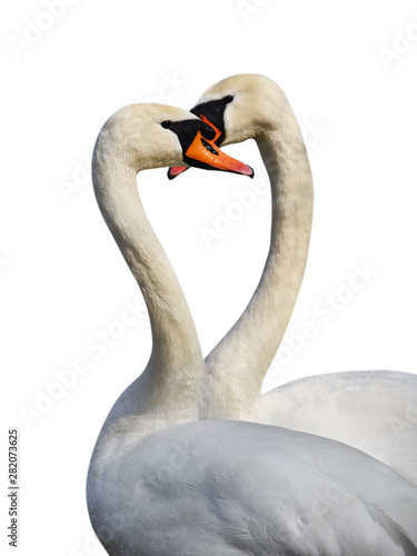 Two white swans.