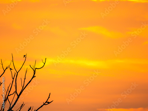 Fototapeta Naklejka Na Ścianę i Meble -  Little Birds on The Dry Branches