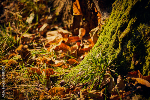 Wallpaper Mural Herbst Baumstamm Rinde mit Moos und Laub Torontodigital.ca