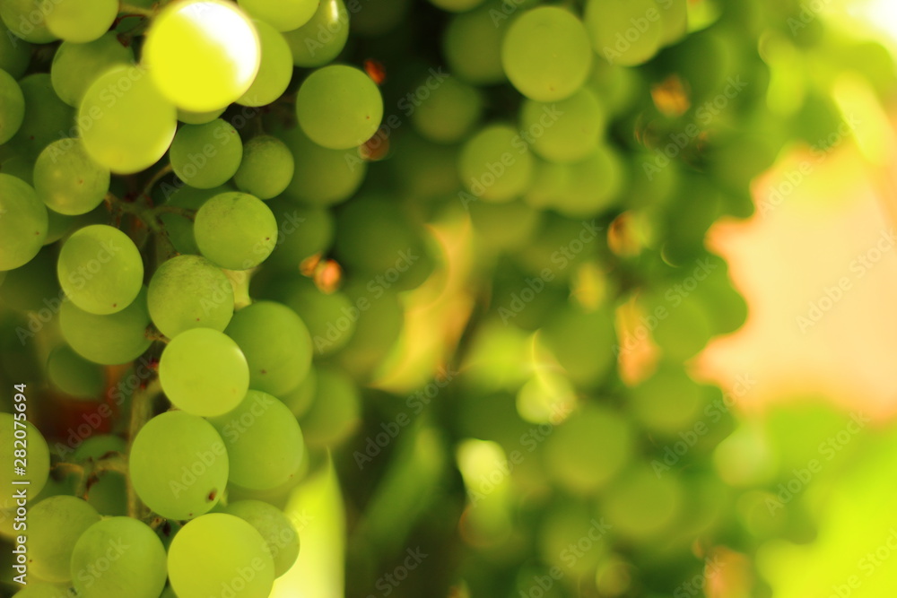 Fototapeta premium Grapes with morning sun