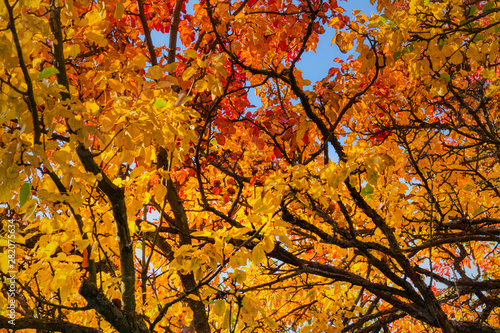 Herbst Äste mit bunten Blättern und blauen Himmel