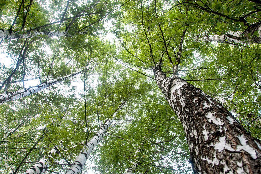 Fototapeta premium Trees looking up.Look at the crowns of the trees below.