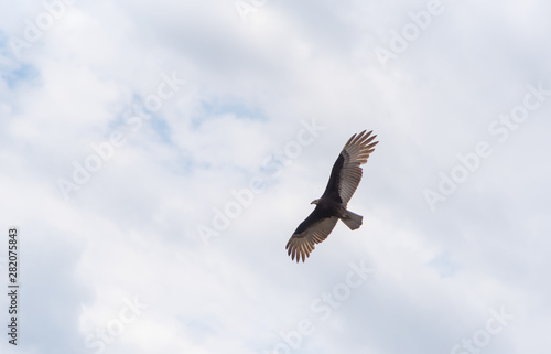 The flight of the bird Cathartes Burrovianus 03