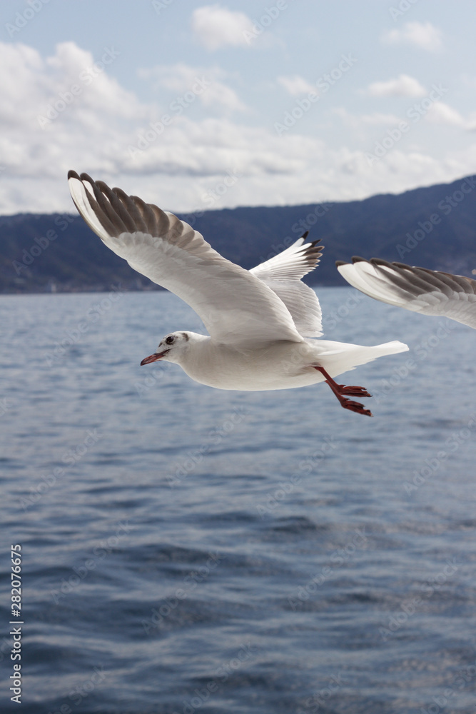 Fototapeta premium 熱海のカモメたち