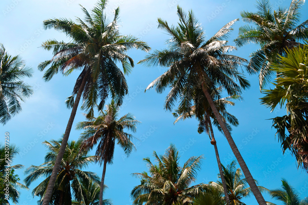 Obraz premium Palm trees in the sky