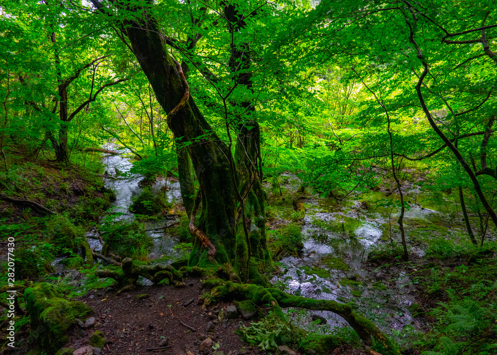 Fototapeta premium Water hole in the forest 