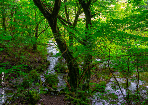 Water hole in the forest 