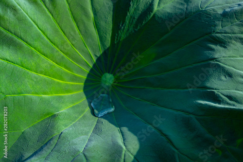 lotus leaf with a big water drop 