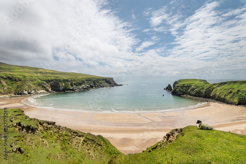 A Sheep on the cliffs at Malin Beg Beach