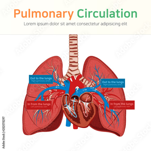 Pulmonary circulation. Blood circulation