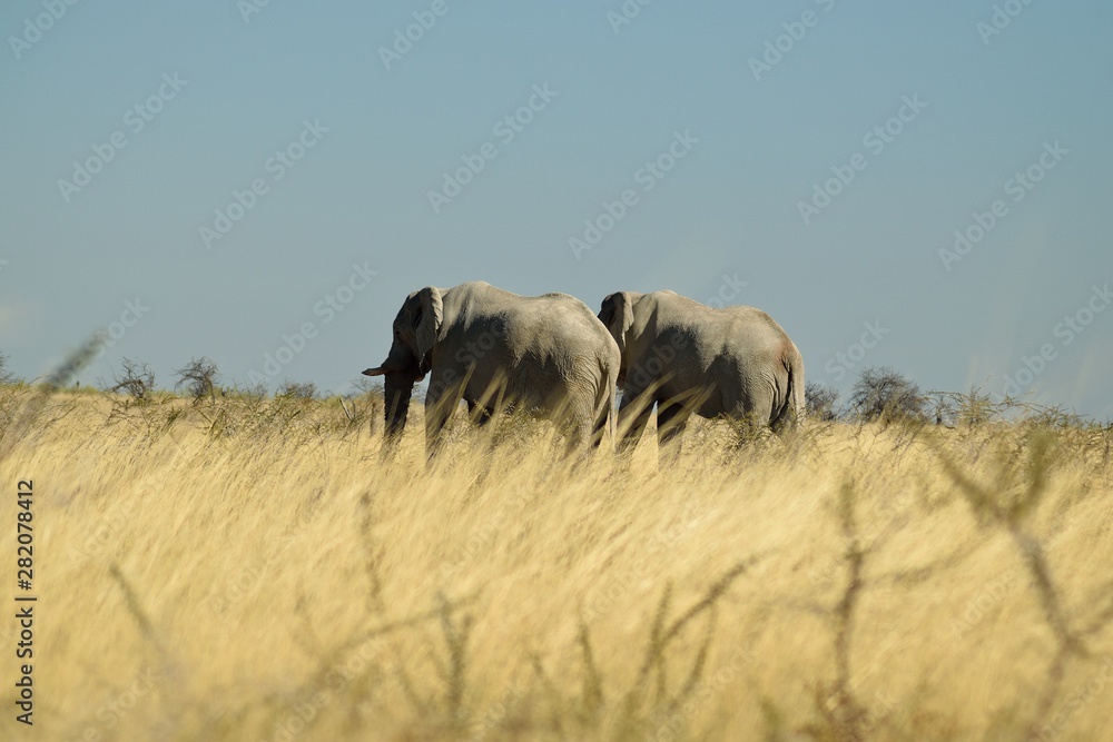 Couple of elephants