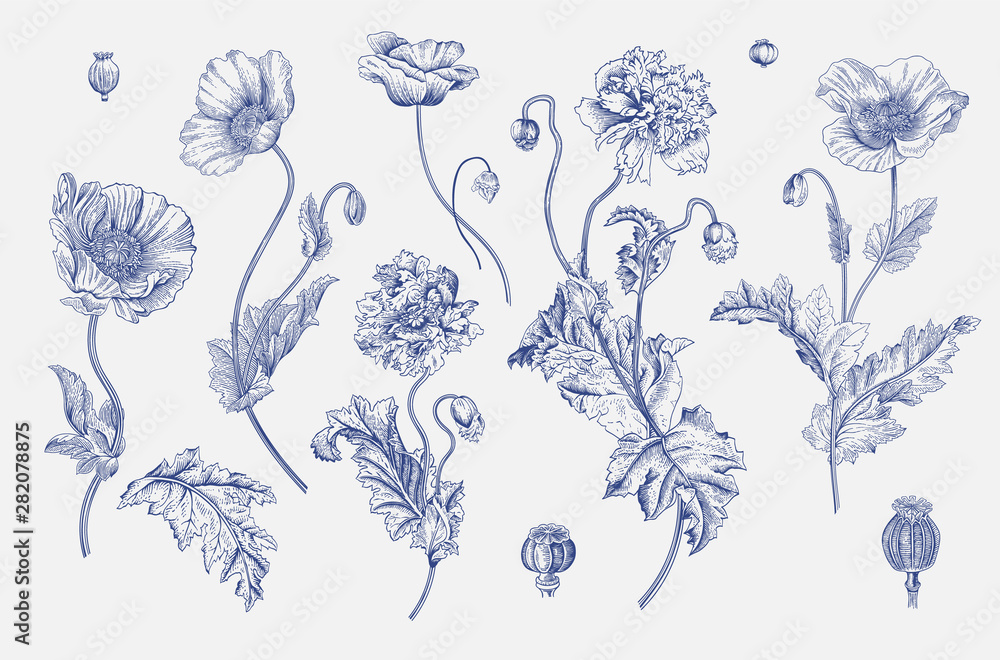 Vintage vector botanical illustration. Set. Poppies. Blue and white - obrazy, fototapety, plakaty 
