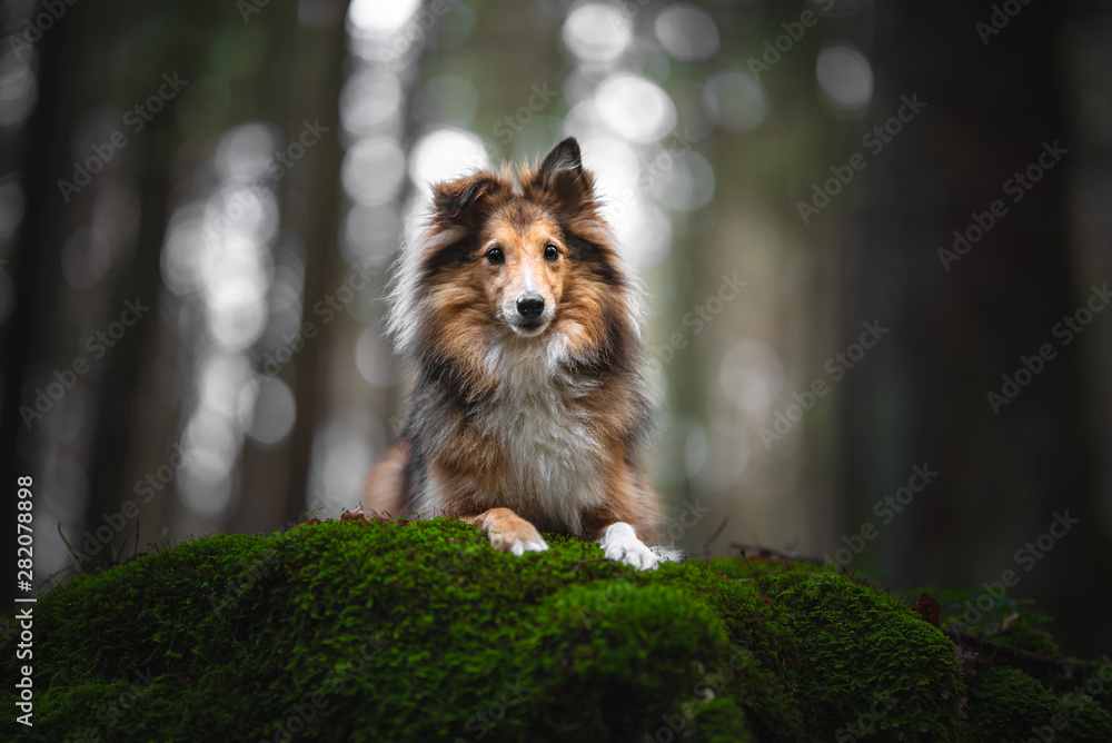 Shetland shepherd in natural enviroment Shetland shepherd in natural enviroment