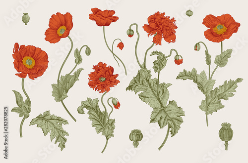 Vintage vector botanical il...