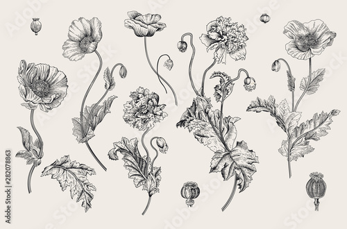 Vintage vector botanical illustration. Set. Poppies. Black and white