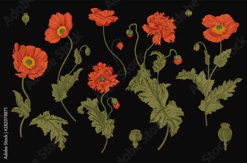 Vintage vector botanical illustration. Set. Red Poppies.