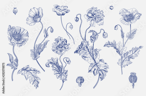 Valokuvatapetti Vintage vector botanical illustration